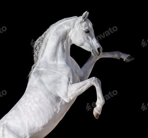 Preview: White Arabian horse rearing up.