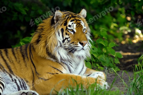 Preview: Tiger
