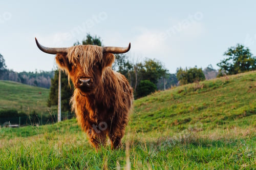 Preview: Scottish highland cow