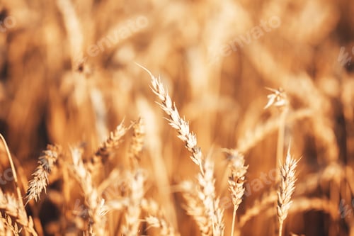 Preview: Beautiful wheat field in the countryside, late summer season