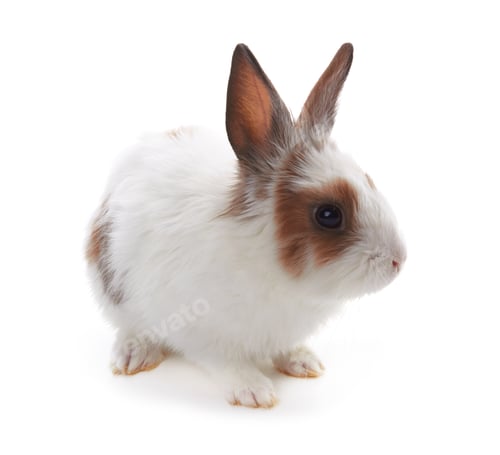 Preview: rabbit