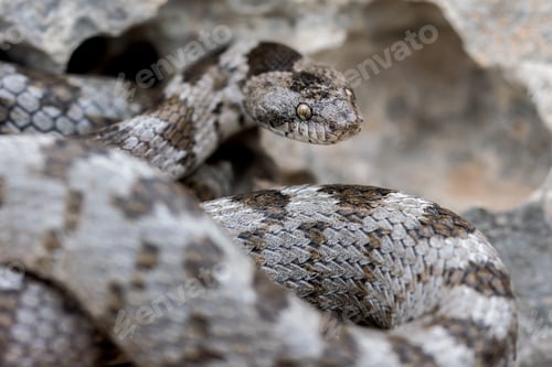 Preview: A detail shot of European Cat snake (Telescopus fallax) or Soosan Snake, on the island of Malta.