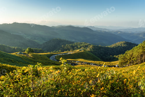 Preview: Beautiful field of Tree Marigold blooming on hill in the morning at Doi Mae U Kho