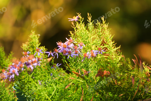 Preview: Closeup of beautiful white flowers in the park