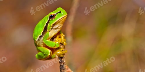 Preview: European Tree Frog, Sierra de Guadarrama National Park, Spain
