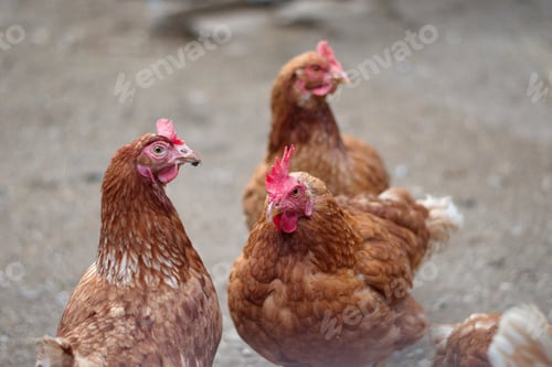 Preview: Closeup of chickens on the rural farm in Croatia