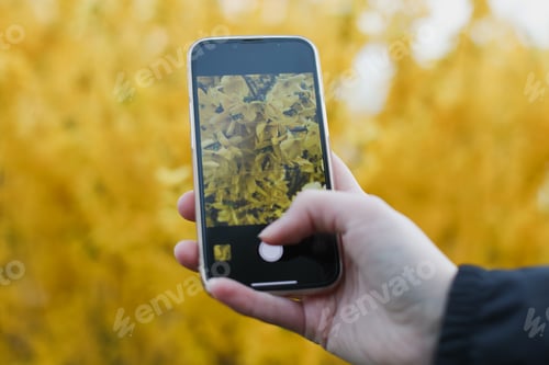 Preview: taking photo of yellow blossoming forsythia in the garden in spring
