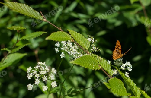 Preview: Brenthis daphne butterfly wings on a white wild carrot flower