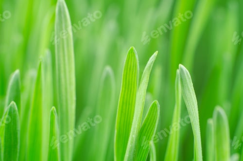Preview: Beautiful green background of wheat germ close up