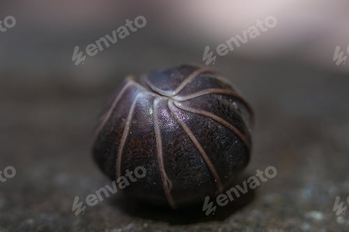 Preview: Woodlouse, isopod, being a ball