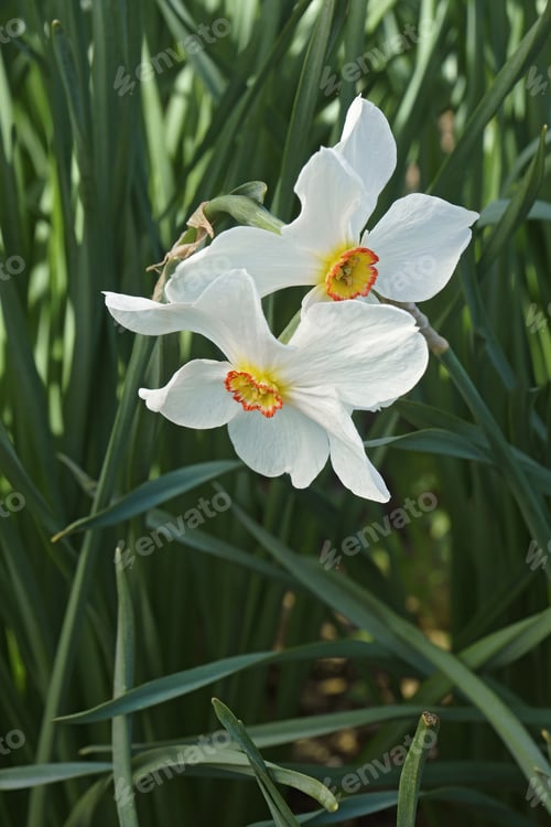 Preview: Poet Daffodil Actaea (Narcissus Poeticus Actaea)