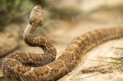 Preview: Close-up of crotalus atrox or western diamondback rattlesnake. Beautiful venomous snake in serpentar