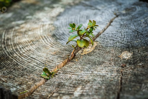 Preview: A strong seedling growing in the center trunk of cut stumps.
