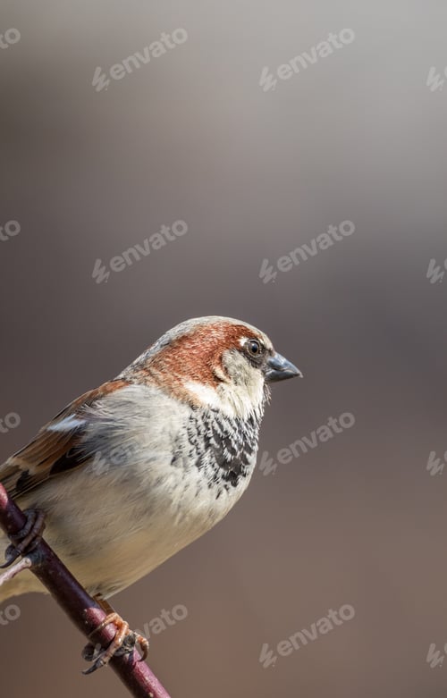 Preview: Male house sparrow perched on tree branch