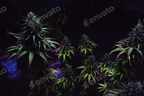 Preview: selective focus shot of green Original Amnesias on a dark background