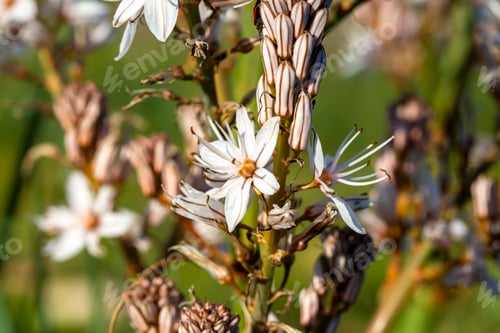 Preview: The herald of spring ; Asphodelus aestivus