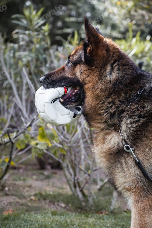 Preview: A German Shepherd with a soccer ball in the mouth
