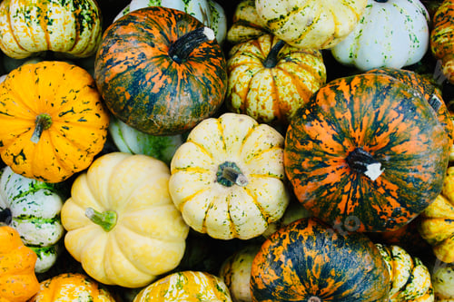 Preview: Pumpkins in the garden store.