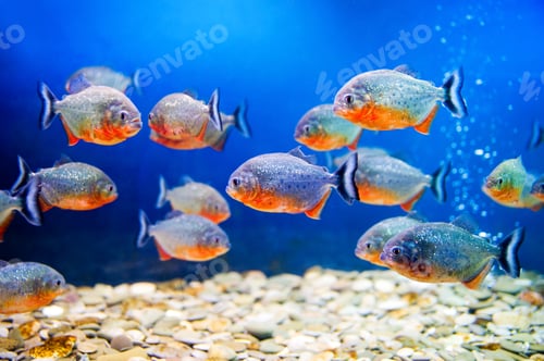 Preview: Beautiful aquarium