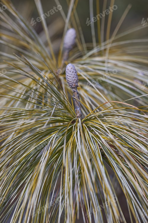 Preview: Bhutan Pine (Pinus Wallichiana). Called Blue Pine, Himalayan Pine And Himalayan White Pine Also