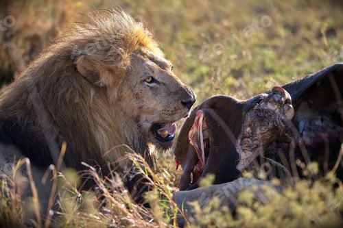 Preview: Majestic lion savoring a meal in dry, grassy field in Serengeti, Tanzania