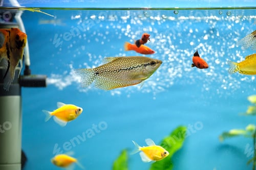 Preview: Colorful exotic fish swimming in deep blue water aquarium with green tropical plants
