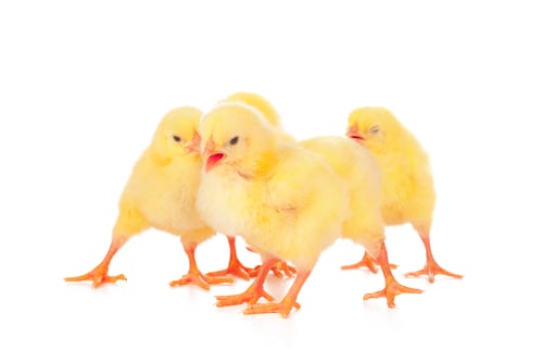 Preview: Group of chickens isolated on a white background