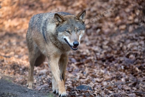 Preview: Wolf in the run