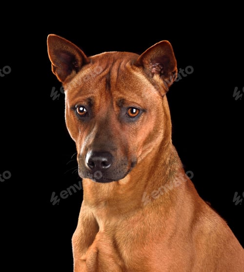 Preview: Portrait of Thai Ridgeback dog