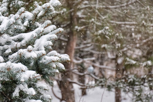 Preview: Coniferous branches covered with fresh snow, closeup