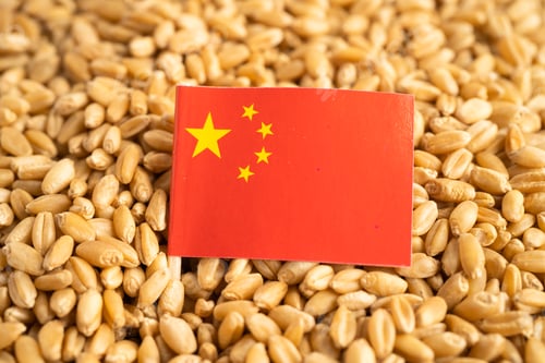 Preview: Grains wheat with China flag, trade export and economy.