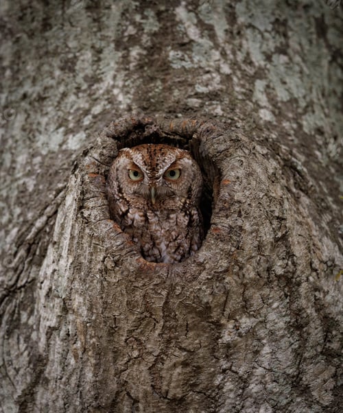 Preview: Eastern Screech Owl in Southern Florida