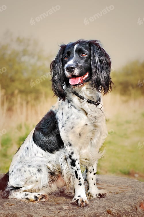 Preview: Closeup of an adorable English Springer Spaniel