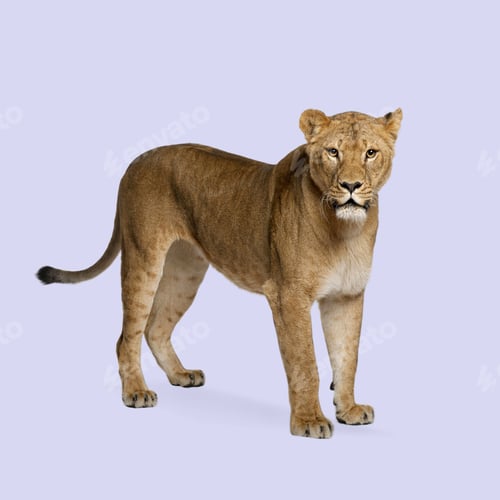 Preview: Studio shot of a lioness standing against a purple background