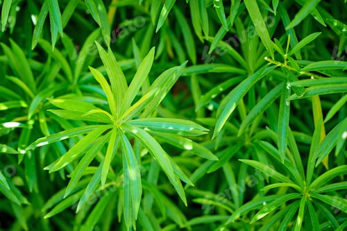 Preview: Background of a green plant like a cannabis, closeup