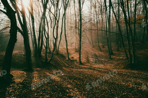 Preview: beautiful foggy forest in autumn