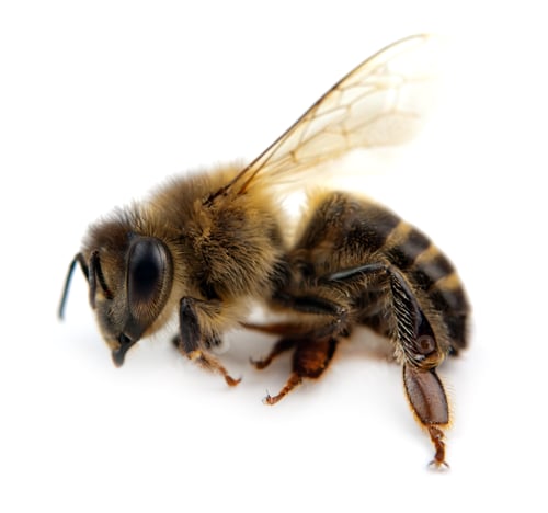 Preview: bee isolated