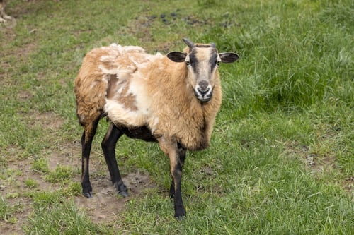 Preview: An Icelandic sheep in a pasture.