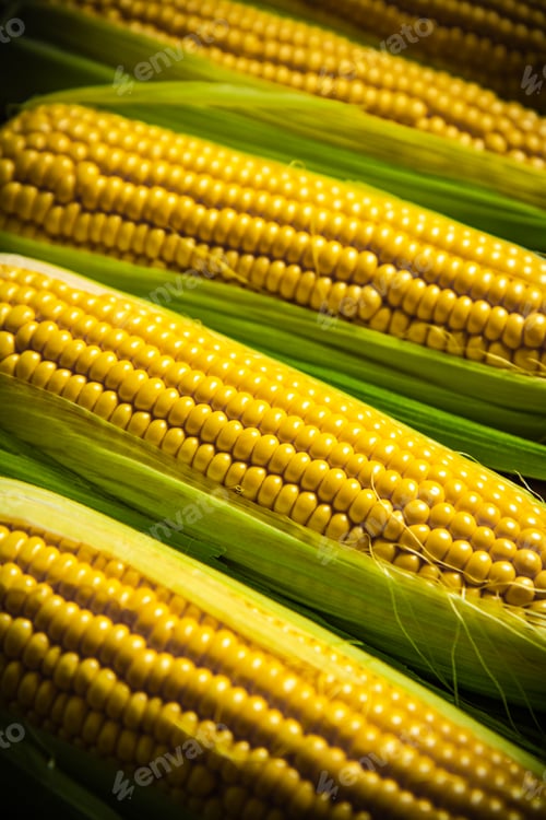 Preview: Fresh corn on wooden table.