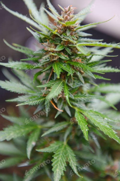 Preview: Background Canopy of Budding Indoor Marijuana Plants.