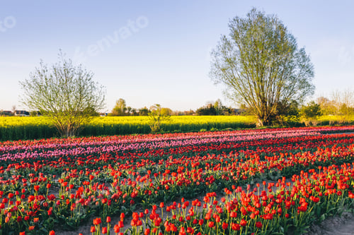 Preview: Tulip flowers field farm in spring landscape.