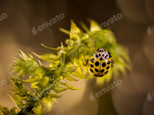 Preview: Yellow ladybug crawling on green grass, close-up. On a brown background
