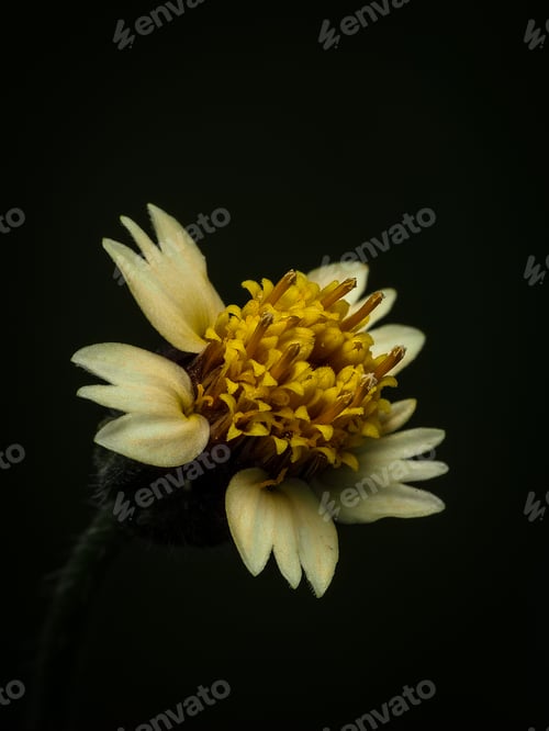 Detailed Close-Up of a Daisy-Like Flower