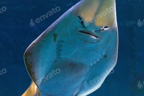 Preview: South stingray gliding, marine animal, sea creature