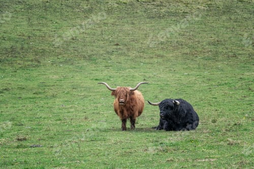 Preview: Highland cattle grazing on a green mountain meadow