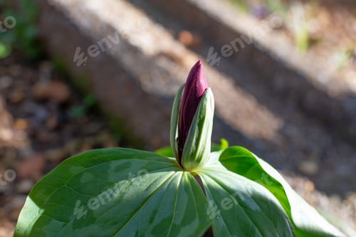 Preview: Close Up Photograph Of A Red Trillium Flower With A Softly Blurred Background. Selective Focus On