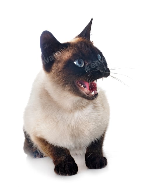 Preview: siamese cat in studio