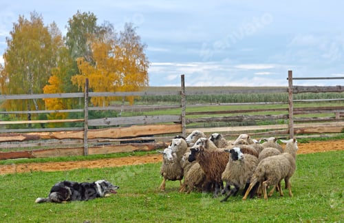 Preview: Sheepdog working sheeps