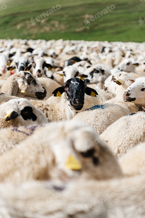 Preview: Black face sheep in a herd in summer countryside