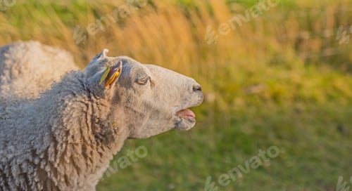 Preview: I am a sheep - what are you
